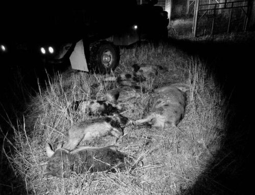 Izard County Cooperative Extension Service:  Ideal time to trap feral hogs