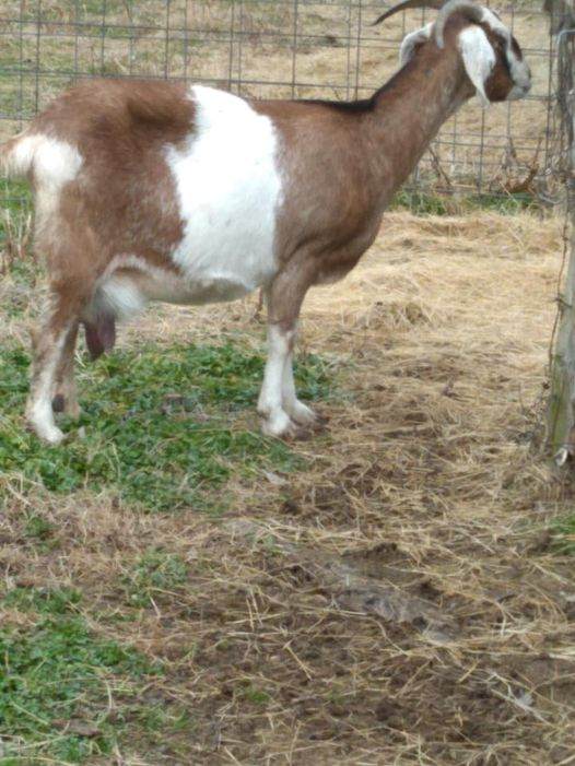 Nanny goat Salem Livestock Auction