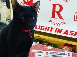 Remi is a rescue cat advertising for Cherokee Village Animal Shelter tickets