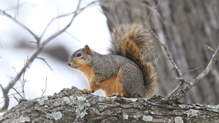 Squirrels still available for Arkansas hunters | Hallmark Times