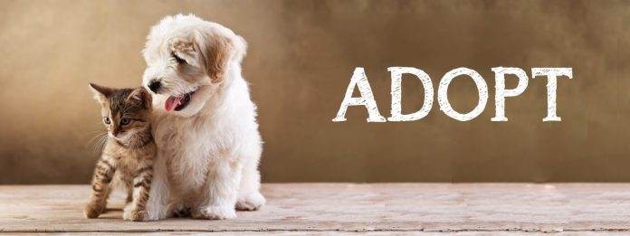 Adopt puppies and kittens