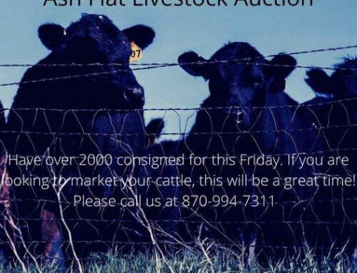 Ash Flat Livestock Pre-Vac sale March 5