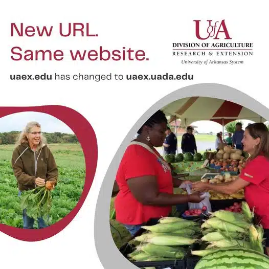 University of Arkansas System Extension (UAEX) will be more accurately accessible under the University of Arkansas Division of Agriculture (UADA). The new URL is UAEX.UADA.edu