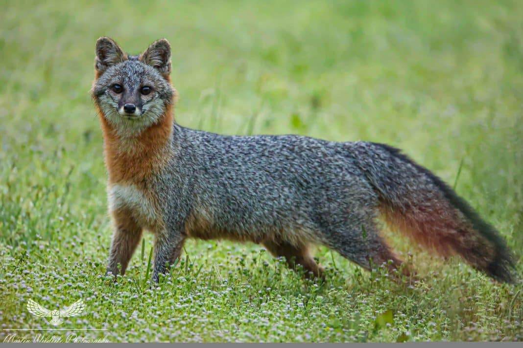 Grey Foxes Hallmark Times