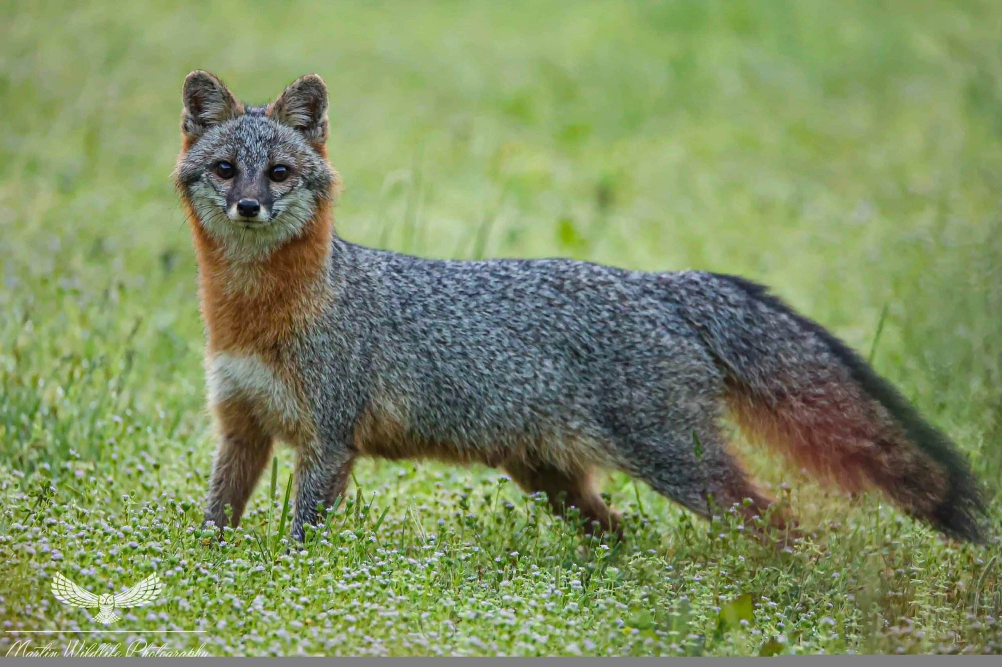 Grey Fox with Blue Hair and Green Eyes - wide 2