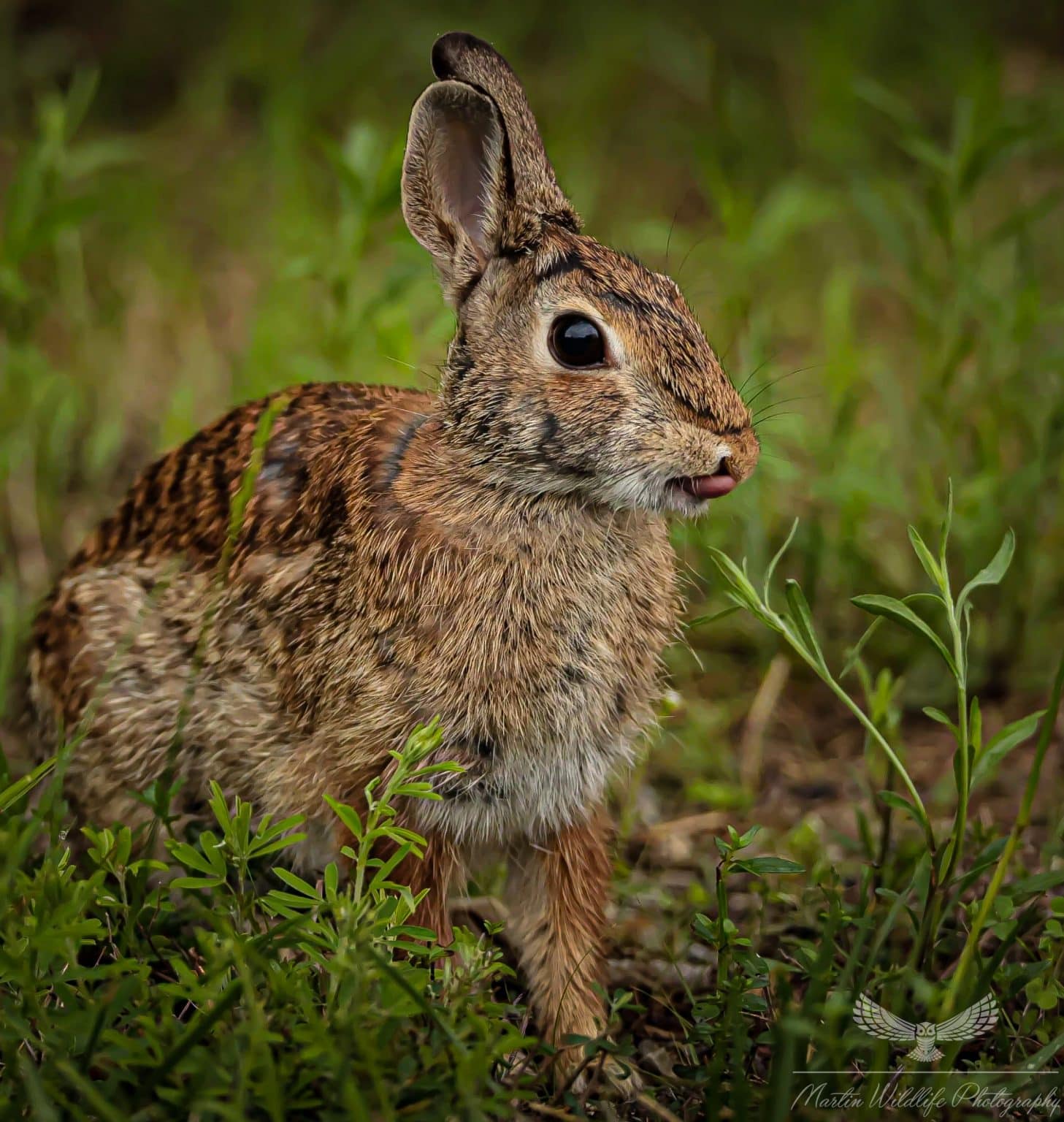 Eastern Cottontail Rabbits | Hallmark Times