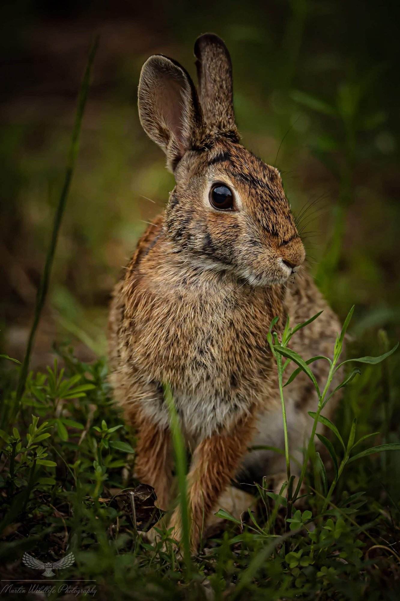 Eastern cottontail rabbits - Hallmark Times