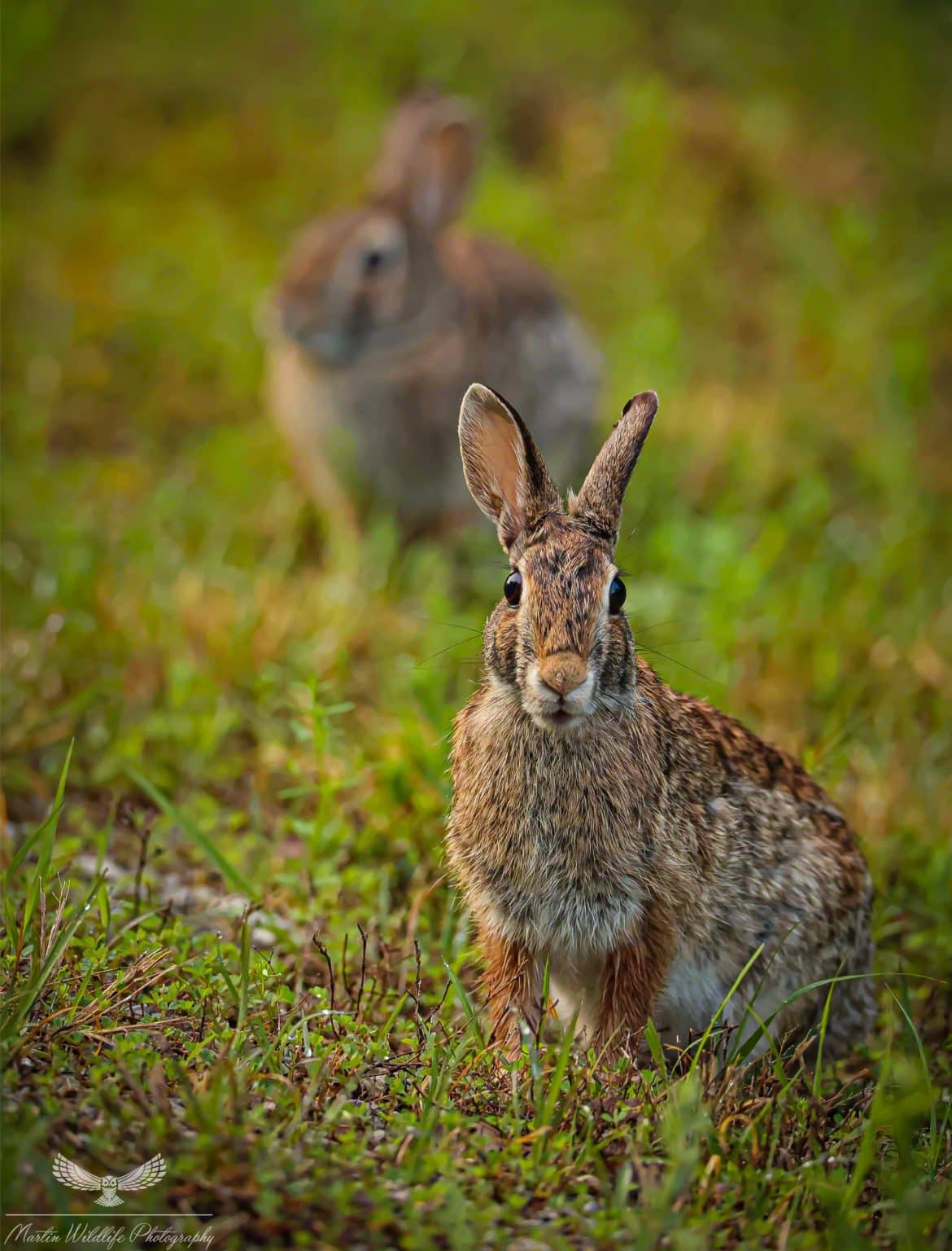 Eastern cottontail rabbits - Hallmark Times