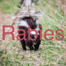 Rabies in Sharp County; is your pet vaccinated?