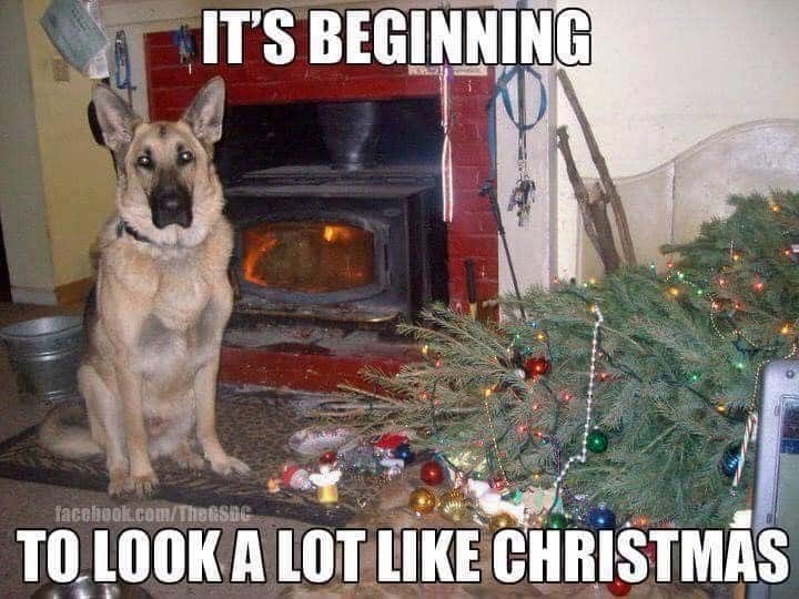 Beginning to look alot like…a pet-owner’s Christmas