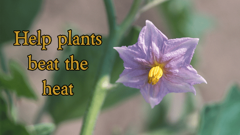 How to help you plants beat the heat