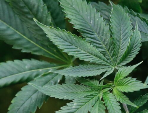 Medical marijuana sales surpass 2024 numbers