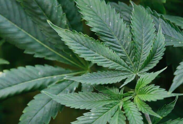 Medical Marijuana Oklahoma