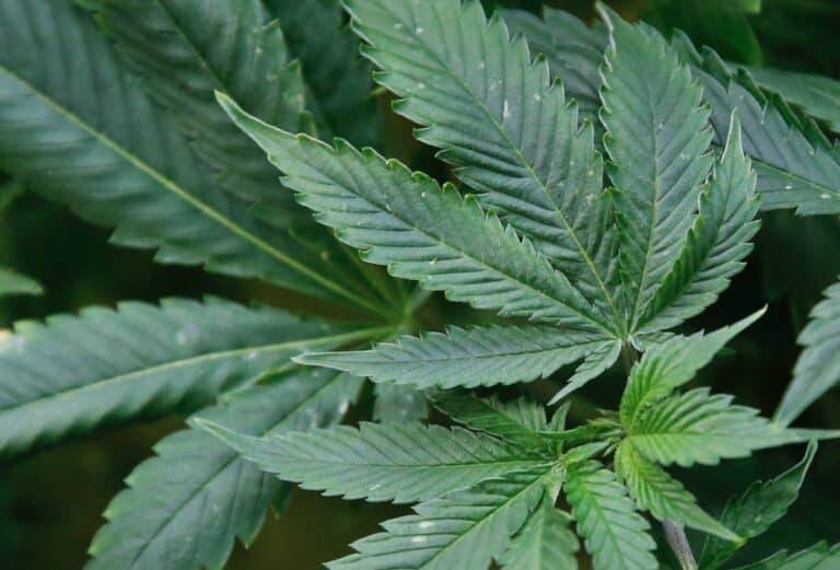 Medical Marijuana in Arkansas hits $23 million in August