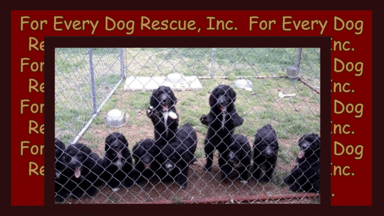 Pets of the Week – Sheepadoodles