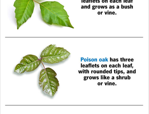 Unveiling the Itch: Poison Ivy & Poison Oak