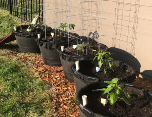 Ash Flat Library to host Master Gardener’s presentation All things Tomatoes