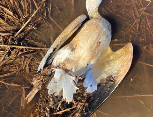 AGFC monitoring avian influenza in Arkansas