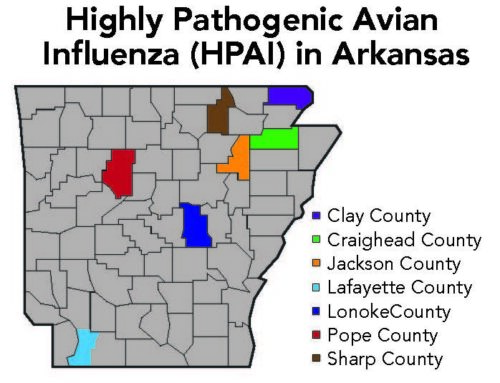 Stroud offers insight into Sharp County Avian Flu case