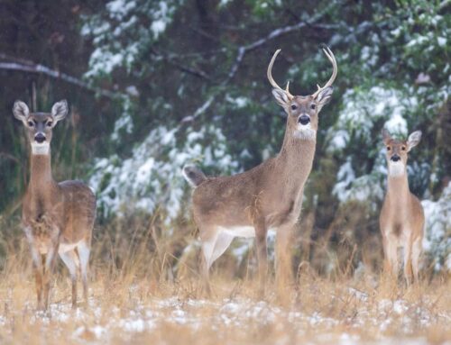 Arkansas’s Triple Trophy Award rewards elite hunters for diverse hunting skills