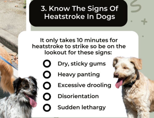Helping your pets beat the heat