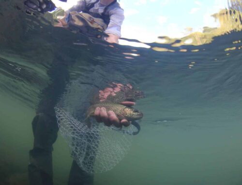 Responsible catch-and-release tips for trout anglers